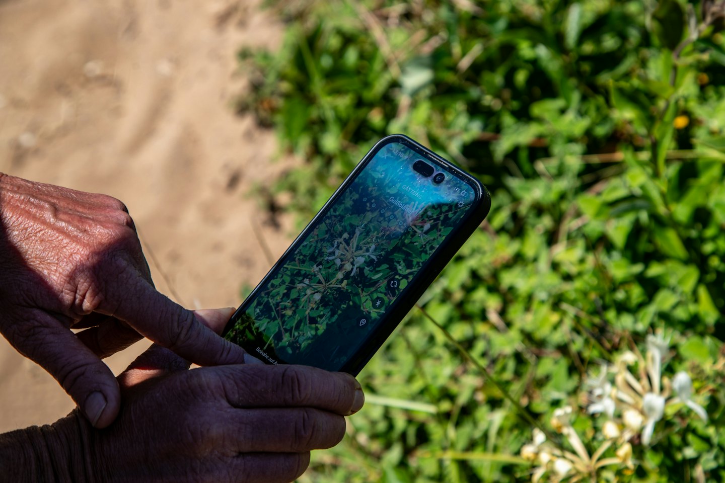Verwitterte Hände benutzen ein Smartphone, um Pflanzen im Freien zu identifizieren.